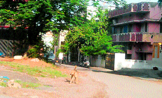Deccan Chronicle reader Rajeev Parasa sent this photograph showing stray dog menace in Mettuguda Deccan Chronicle reader Rajeev Parasa sent this photograph showing stray dog menace in Mettuguda